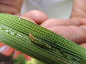 uploads/images/pest/paddy leaf roller.jpg